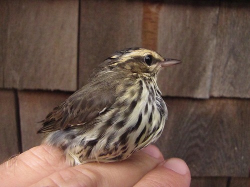 Parkesia noveboracensis