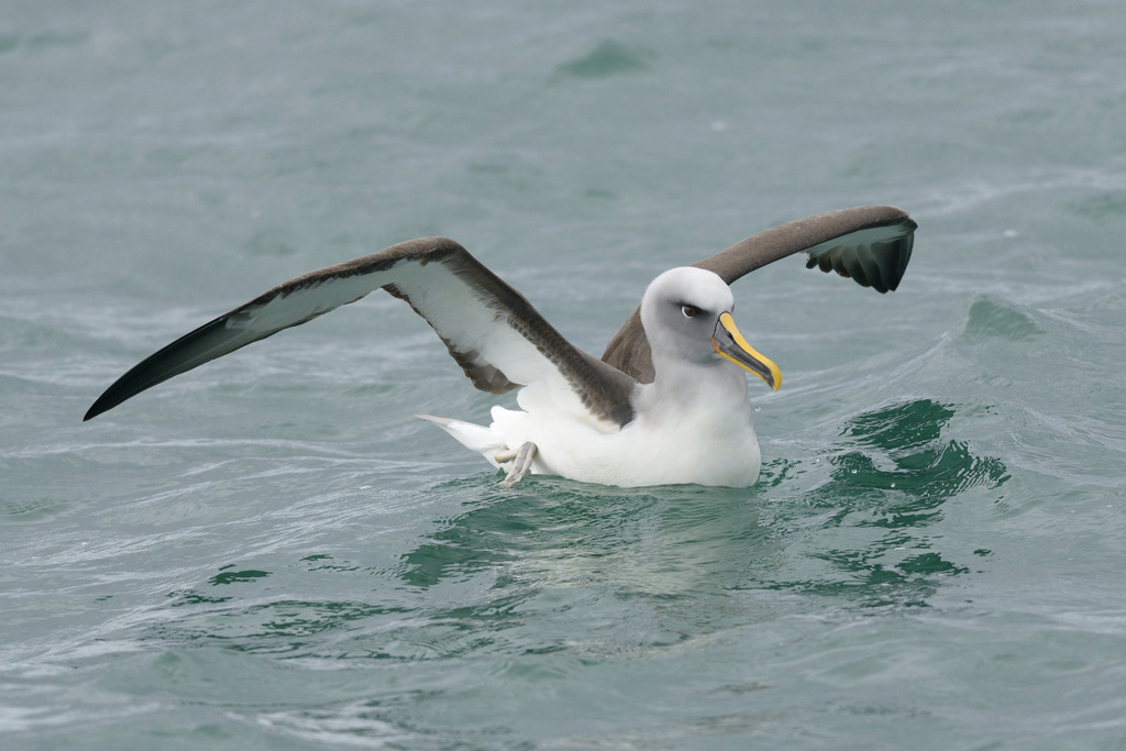 Albatrosses