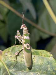 Pseudocreobotra ocellata