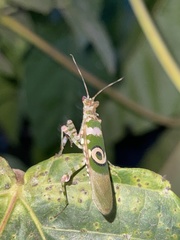 Pseudocreobotra ocellata