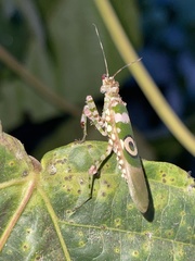 Pseudocreobotra ocellata