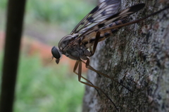Rhagio atlanticus