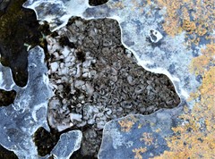 Dermatocarpon intestiniforme