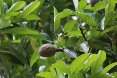 Magnolia perezfarrerae