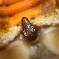 Neoscona triangula