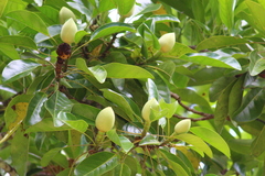 Magnolia perezfarrerae