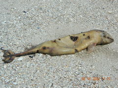 Phocoena phocoena relicta