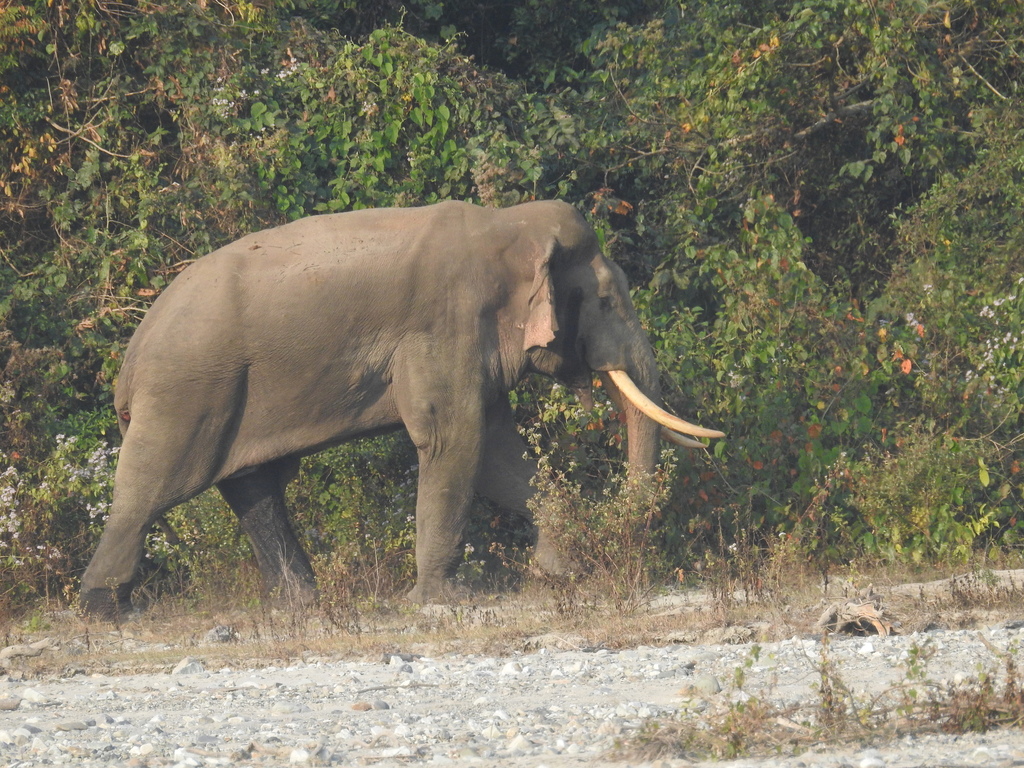 Elefante asiático (Elephas maximus)