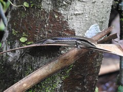 Mabuyinae