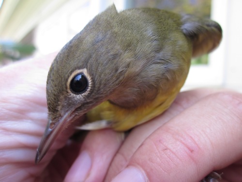 Oporornis agilis