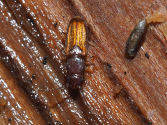 Placonotus testaceus
