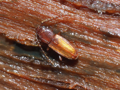 Placonotus testaceus