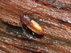 Placonotus testaceus