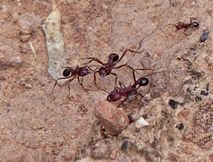 Amoimyrmex