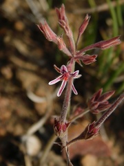 Pelargonium pilosellifolium