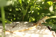 Liolaemus chiliensis