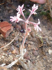 Pelargonium pilosellifolium