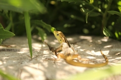 Liolaemus chiliensis