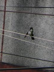Anthracothorax nigricollis