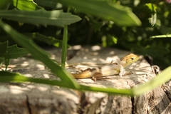 Liolaemus chiliensis