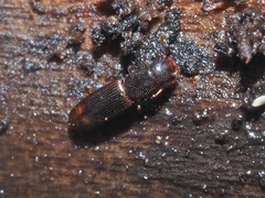 Rhizophagus bipustulatus