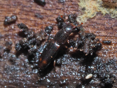 Rhizophagus bipustulatus