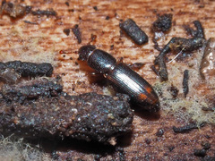 Rhizophagus bipustulatus