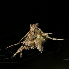 Cyphalonotus benoiti