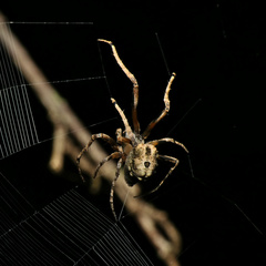 Cyphalonotus benoiti