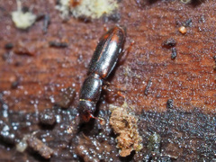 Rhizophagus bipustulatus