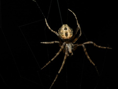 Cyphalonotus benoiti