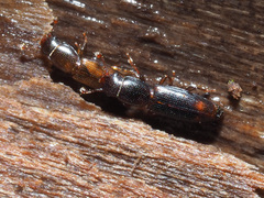 Rhizophagus bipustulatus