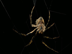 Cyphalonotus benoiti