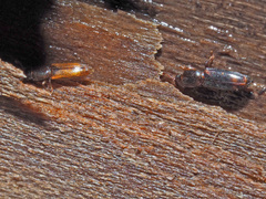 Rhizophagus fenestralis