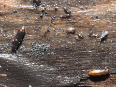 Rhizophagus fenestralis