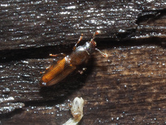 Rhizophagus fenestralis