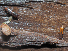 Rhizophagus fenestralis