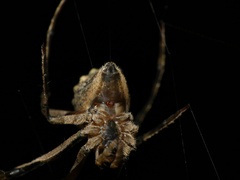 Cyphalonotus benoiti
