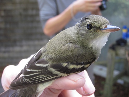 Empidonax alnorum