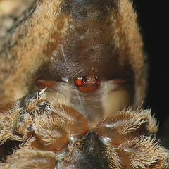 Cyphalonotus benoiti
