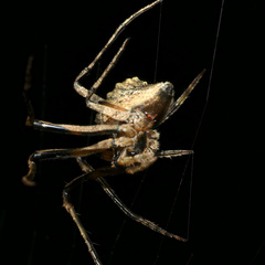 Cyphalonotus benoiti