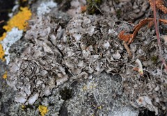 Dermatocarpon intestiniforme