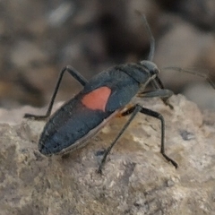 Stenomacra marginella