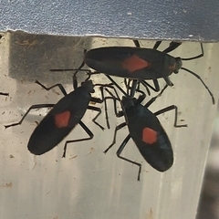 Stenomacra marginella