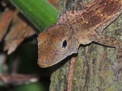 Anolis gundlachi