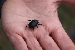 Sericotrupes niger
