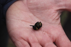 Sericotrupes niger