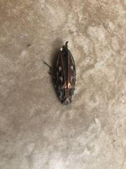 Chalcophora georgiana