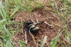 Sericotrupes niger