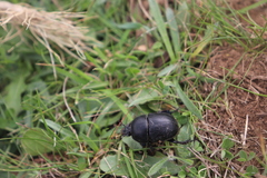 Sericotrupes niger